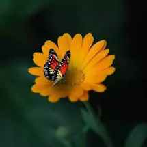 flowers dp for whatsapp